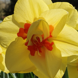 Narcis Ascot PPennings