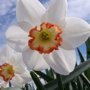 Narcissus Audubon