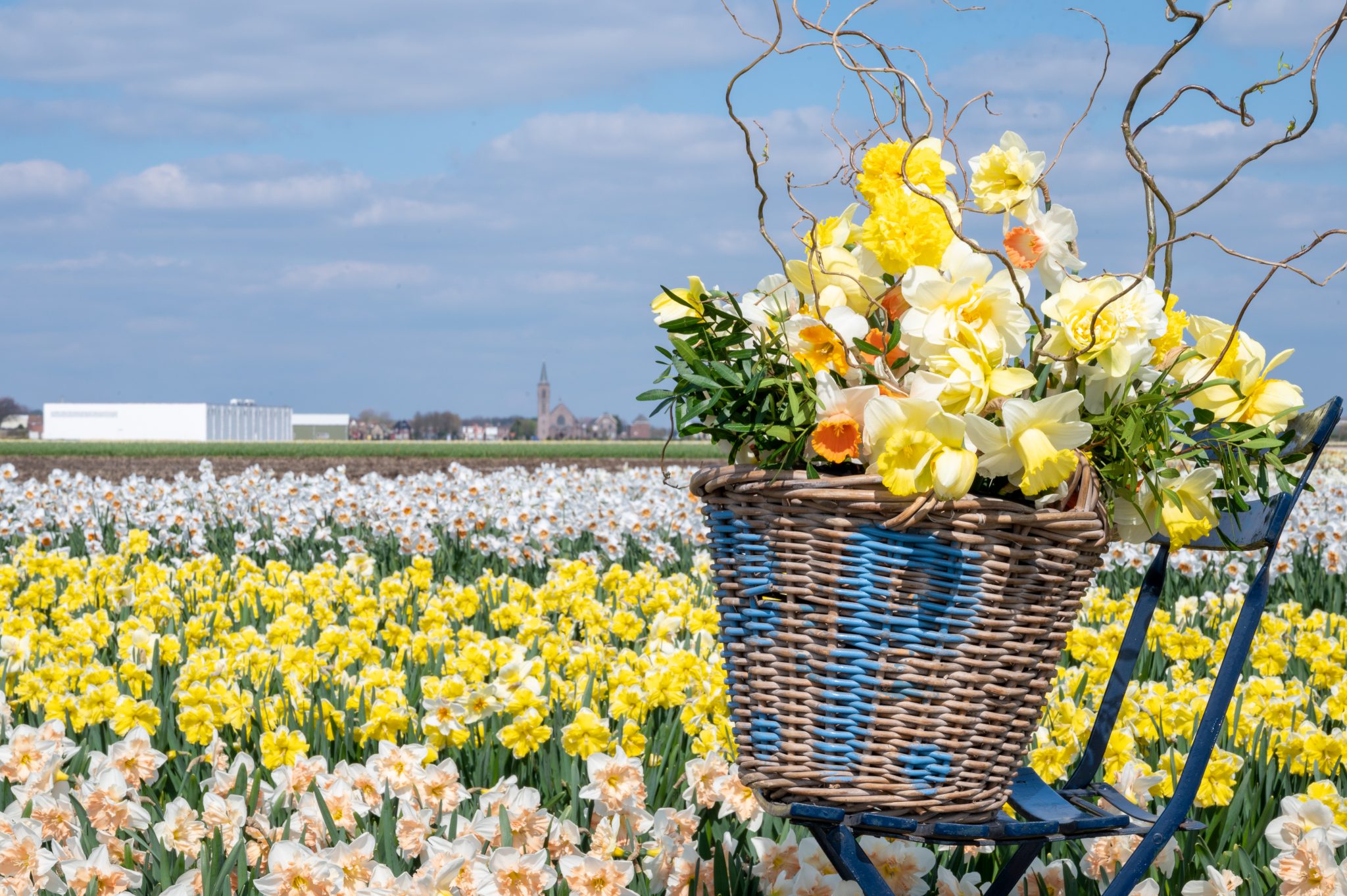 P. Pennings bloembollenkwekerij We kweken meer dan 183 soorten Narcissen