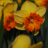 Narcissus Vega groep