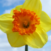 Narcissus Vega_web