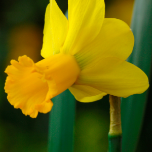 Narcissus Warbler_web