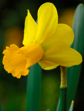 Narcissus Warbler_web