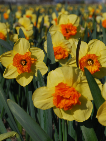 Narcissus_Bulley_field