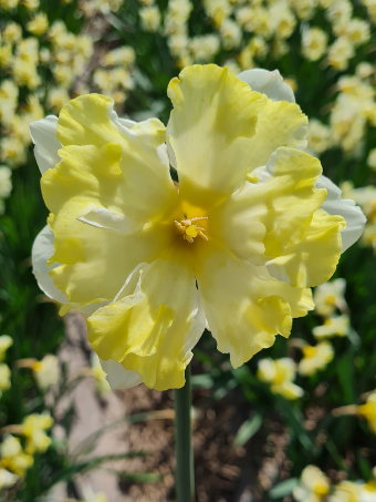 Narcissus_Cassata_web