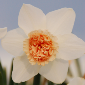 Narcissus_Exotic_Beauty_web