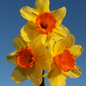Narcissus_Fortissimo_web