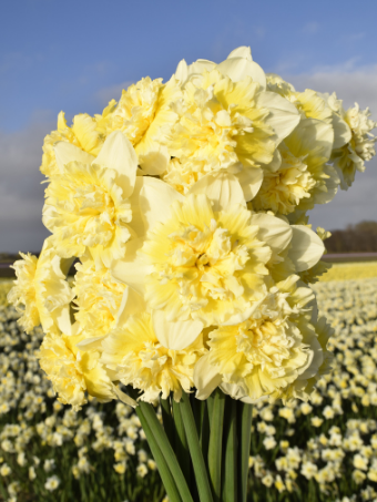 Narcissus_Ice_King_bunch