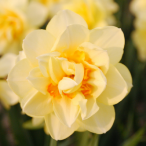 Narcissus_Manly_web