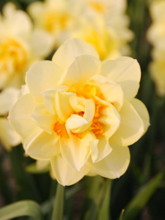 Narcissus_Manly_web
