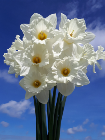 Narcissus Mount Hood bunch