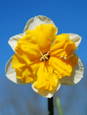 Narcissus_Orangery_web