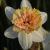 Narcissus Petit Four