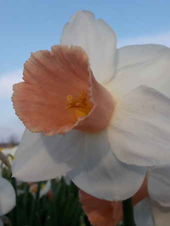 Narcissus_Pink_Silk