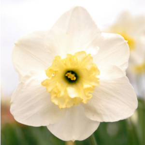 Narcis Papillon Blanc