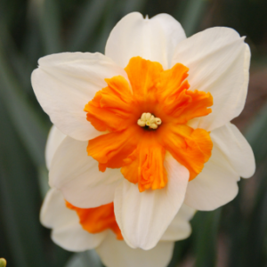 Narcis Parisienne