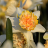 Petit_Four_field