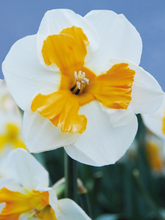 Narcis Tricollet