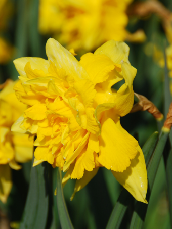 Narcis Van Sion