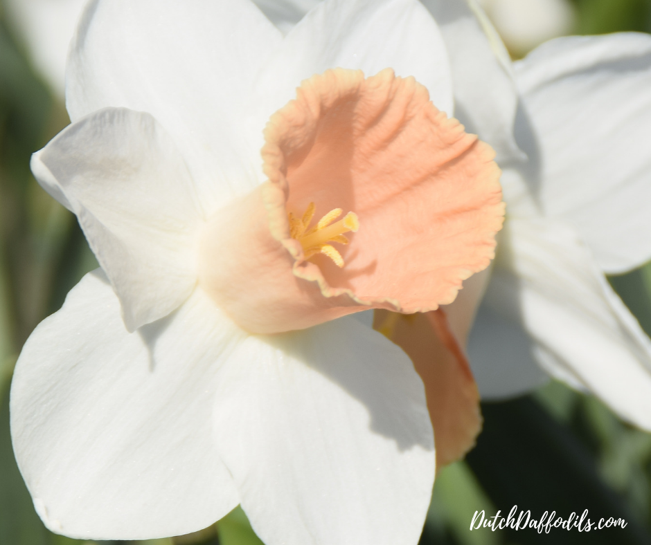 Narcissus Pink Silk
