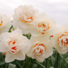 Narcissus_GayKybo_field
