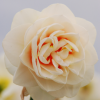 Narcissus_GayKybo