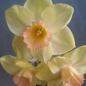 Narcissus Sandokan